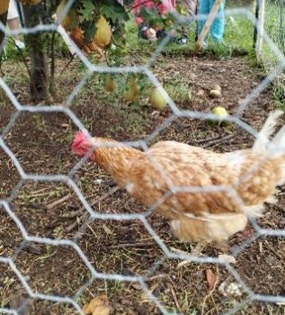 Une nouvelle poule pour l’école élémentaire Brant